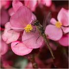 auf den rot rosa Blüten  .....