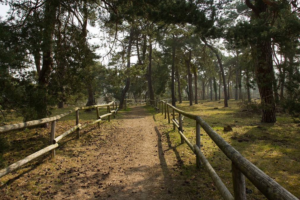 Auf den Sandhausener Dünen