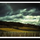 Auf den Schwingen des Winds