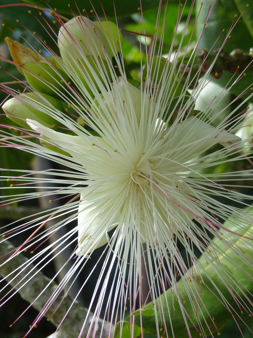 Auf den Seychellen