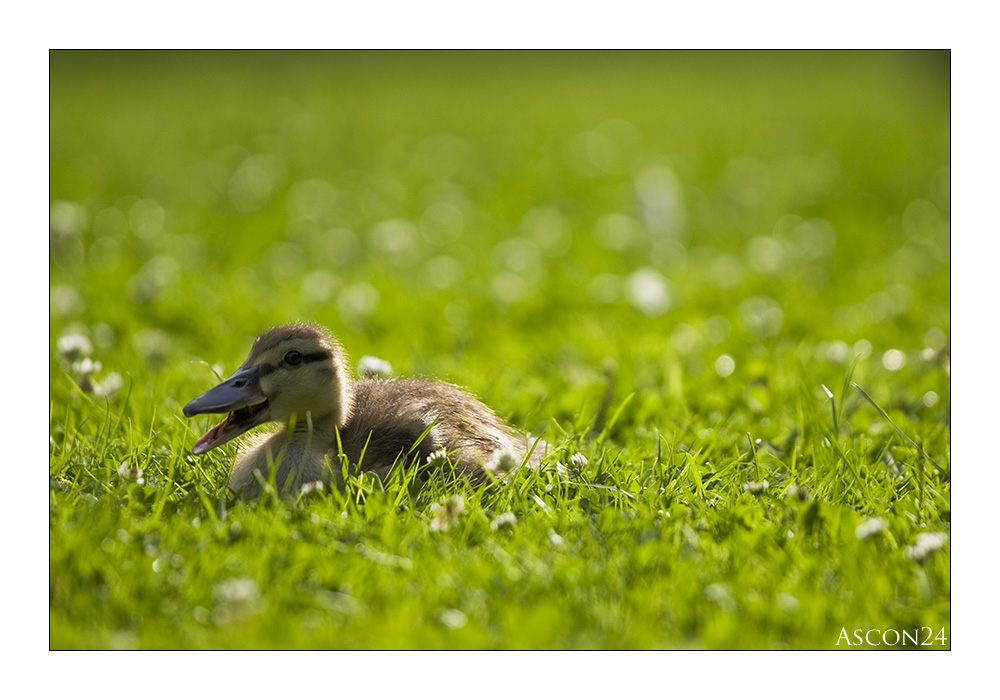 Auf den Spuren der Enten....