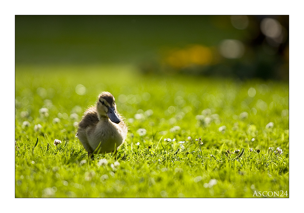 Auf den Spuren der Enten......