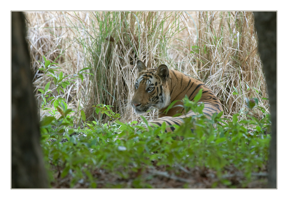 Auf den Spuren der Tiger