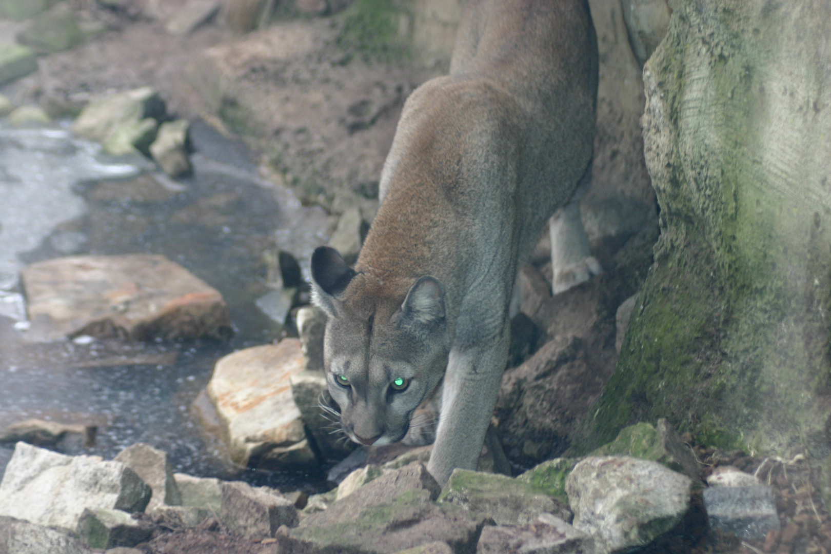 Auf den Spuren der Wildnis