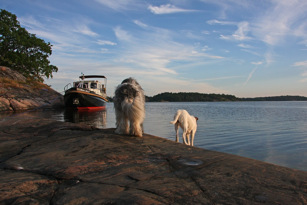 Hund Bootsmann