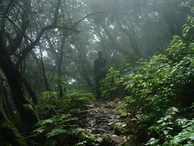 Auf den Spuren von Tarzan....im Nebelwald