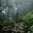 Auf den Spuren von Tarzan....im Nebelwald