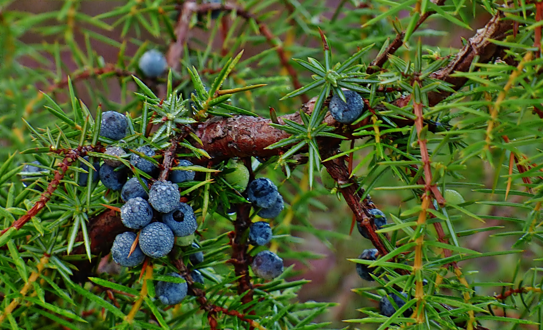 Auf den Wacholderbeeren . . .