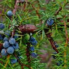 Auf den Wacholderbeeren . . .