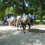 Auf den Weg in den Biergarten....