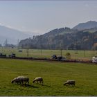 Auf den Weiden im Ennstal..