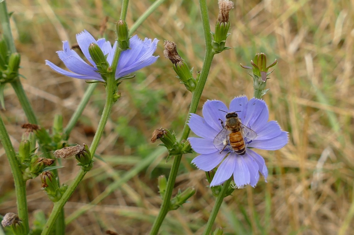 Auf den wenigen Blumen, die noch geblieben sind Foto & Bild | spezial