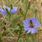 Auf den wenigen Blumen, die noch geblieben sind