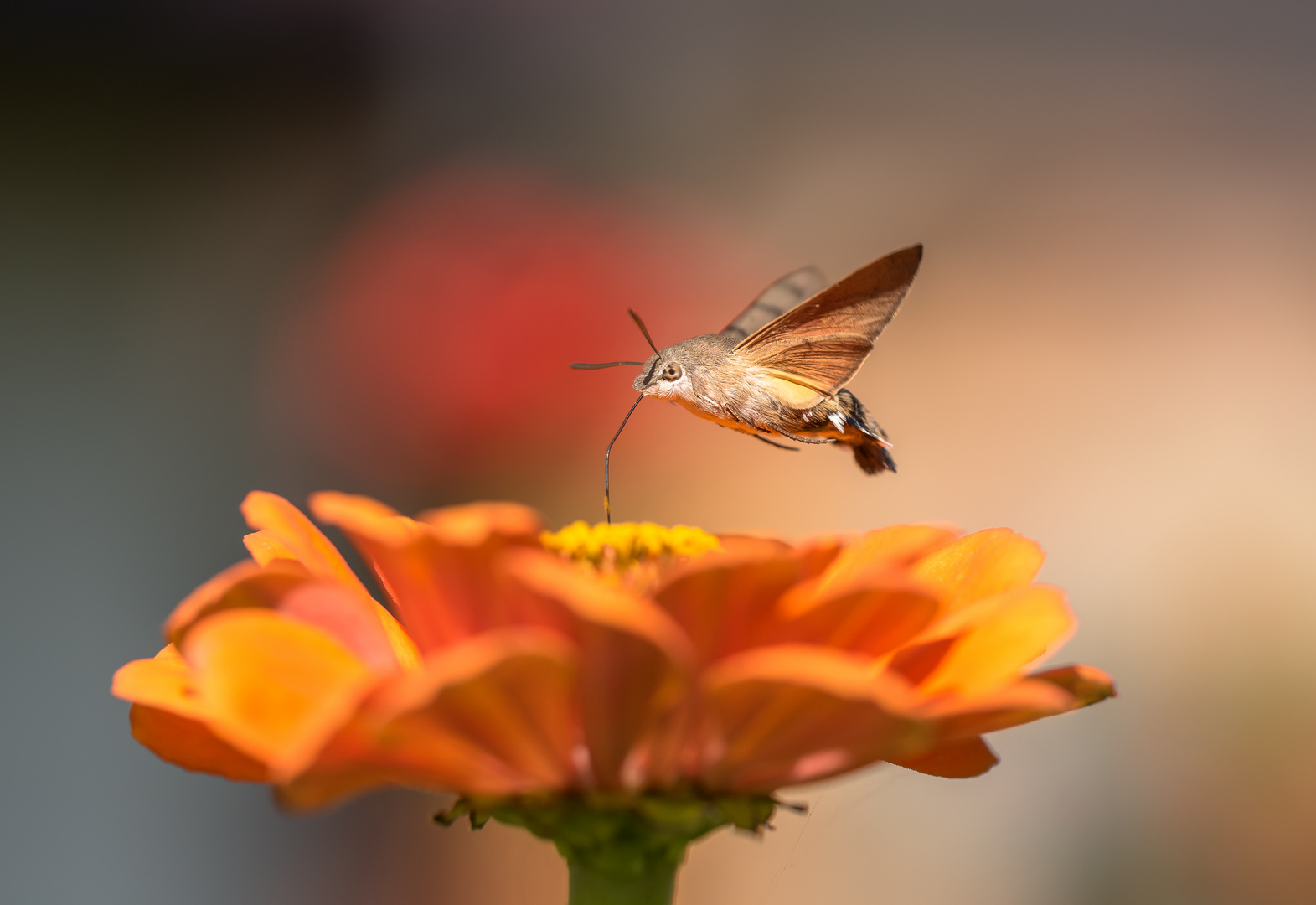 Auf den Zinnien