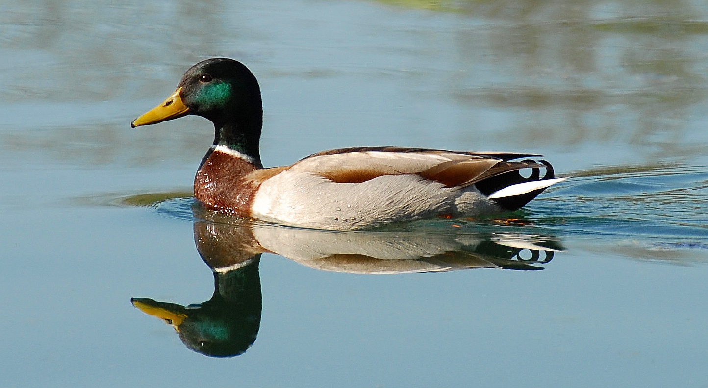 Auf der Aare