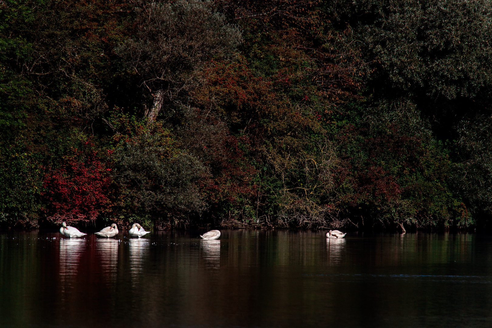 Auf der Aare (CH)