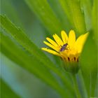 Auf der Acker-Ringelblume (Calendula arvensis)