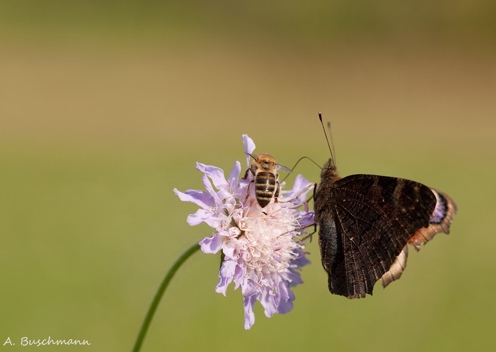 ... auf der Ackerwittwenblume trifft man sich...