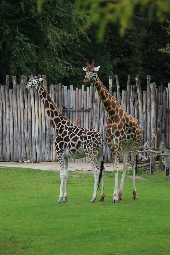 auf der Afrikasavanne waren die Giraffen nahezu allein