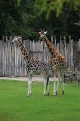 auf der Afrikasavanne waren die Giraffen nahezu allein