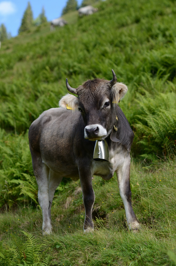 Auf der Alm