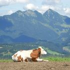 Auf der Alm