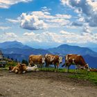 Auf der Alm