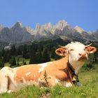 Auf der Alm