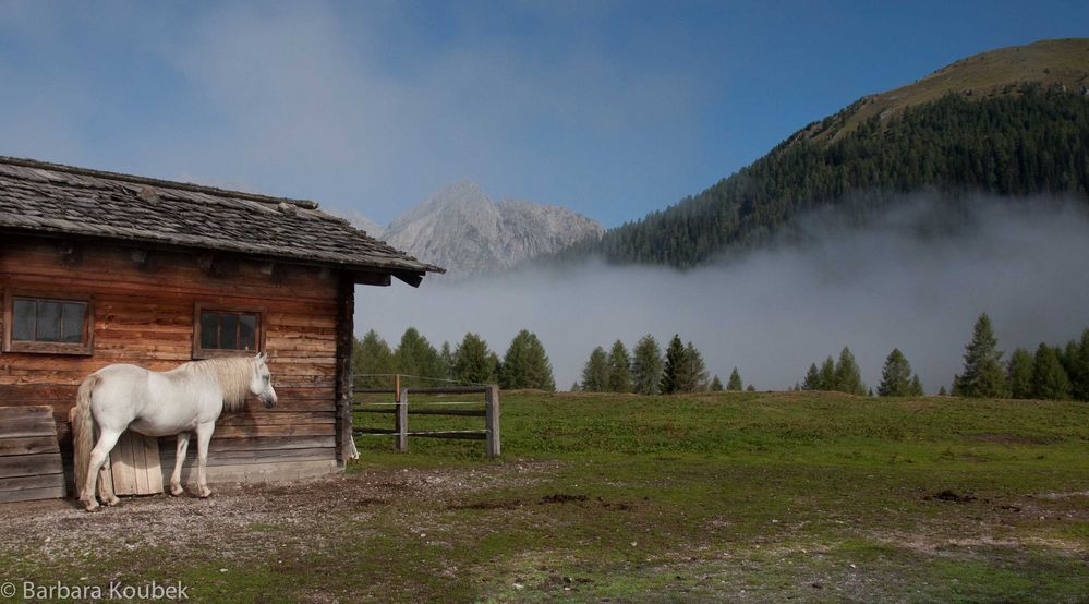 Auf der Alm ....