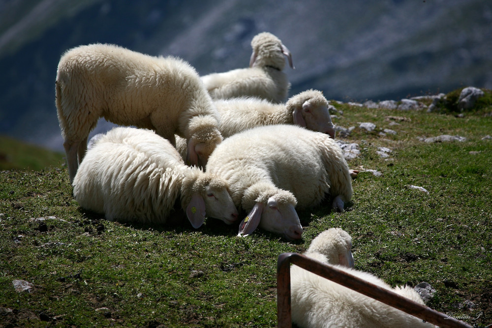 Auf der Alm