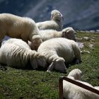 Auf der Alm