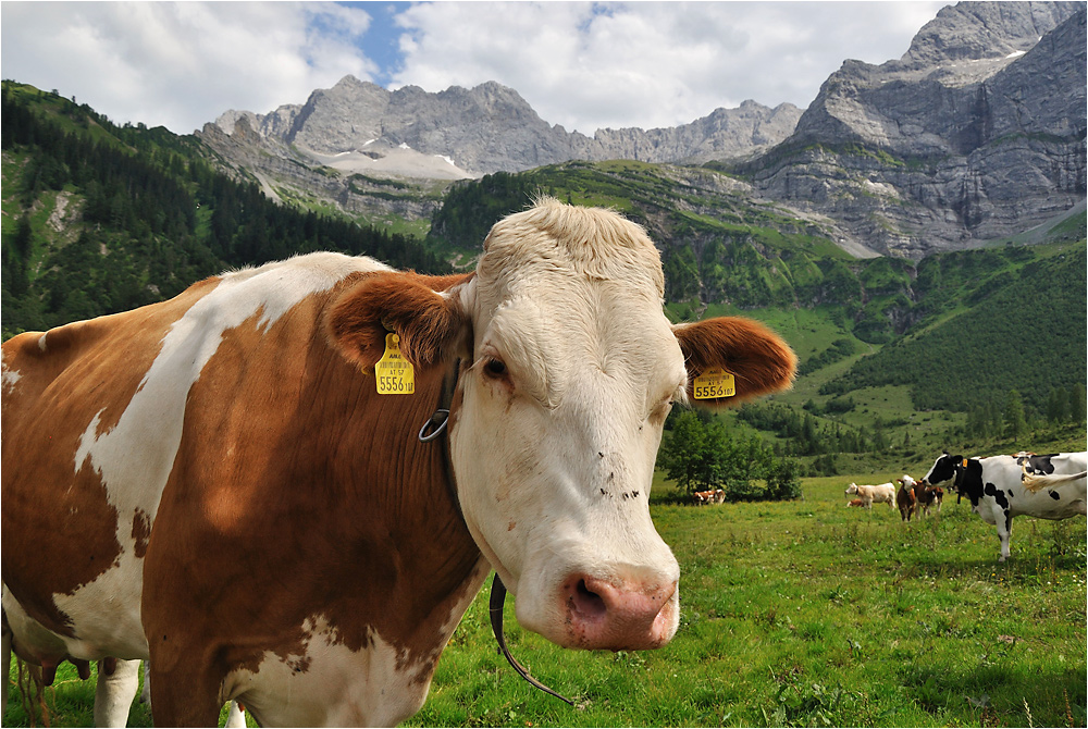 auf der Alm 2