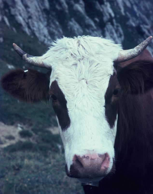 Auf der Alm