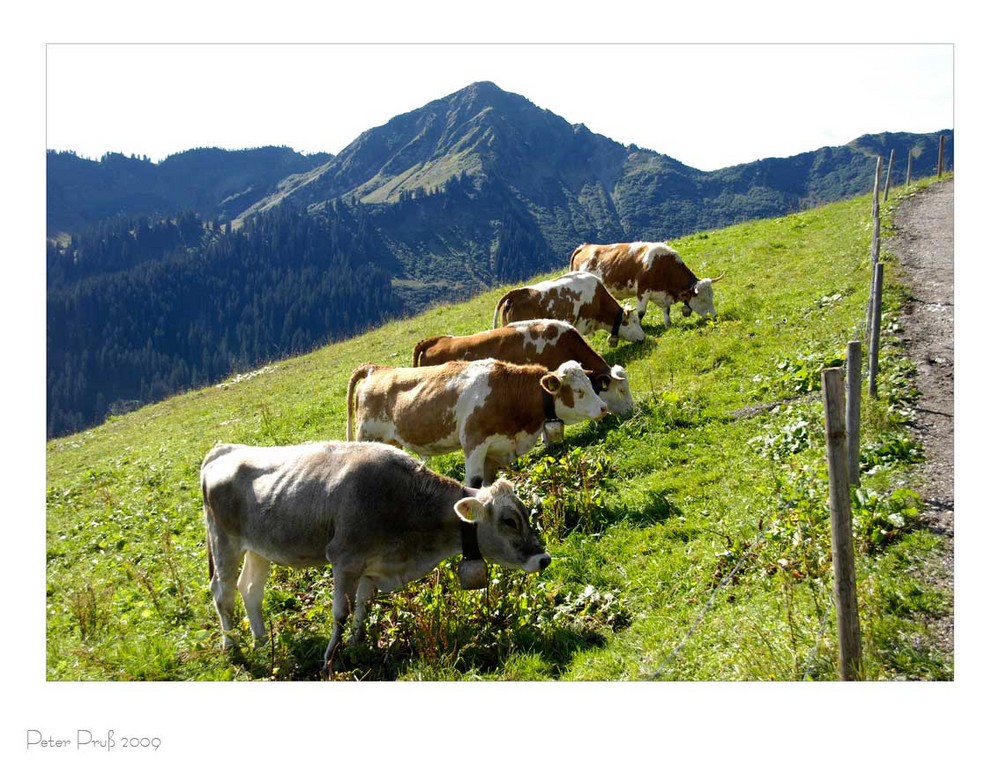 Auf der Alm