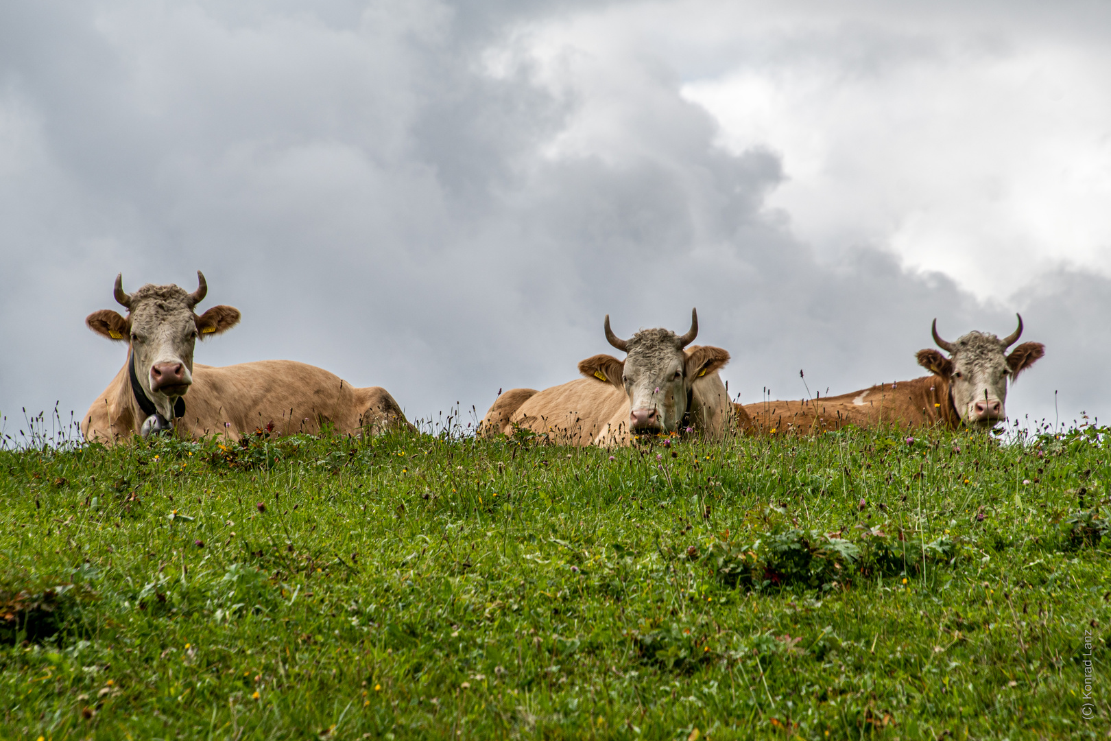 Auf der Alm