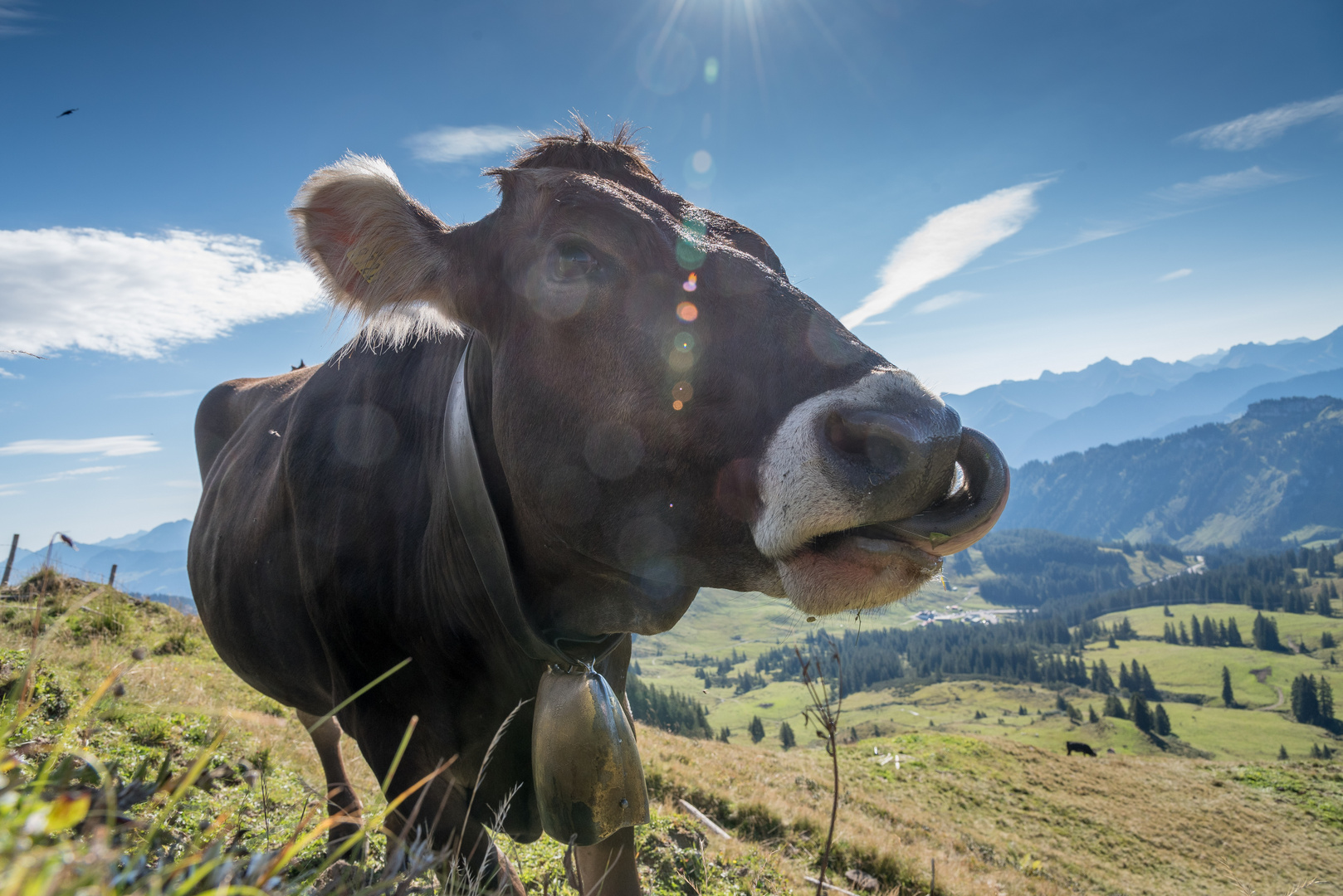 auf der Alm