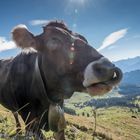 auf der Alm