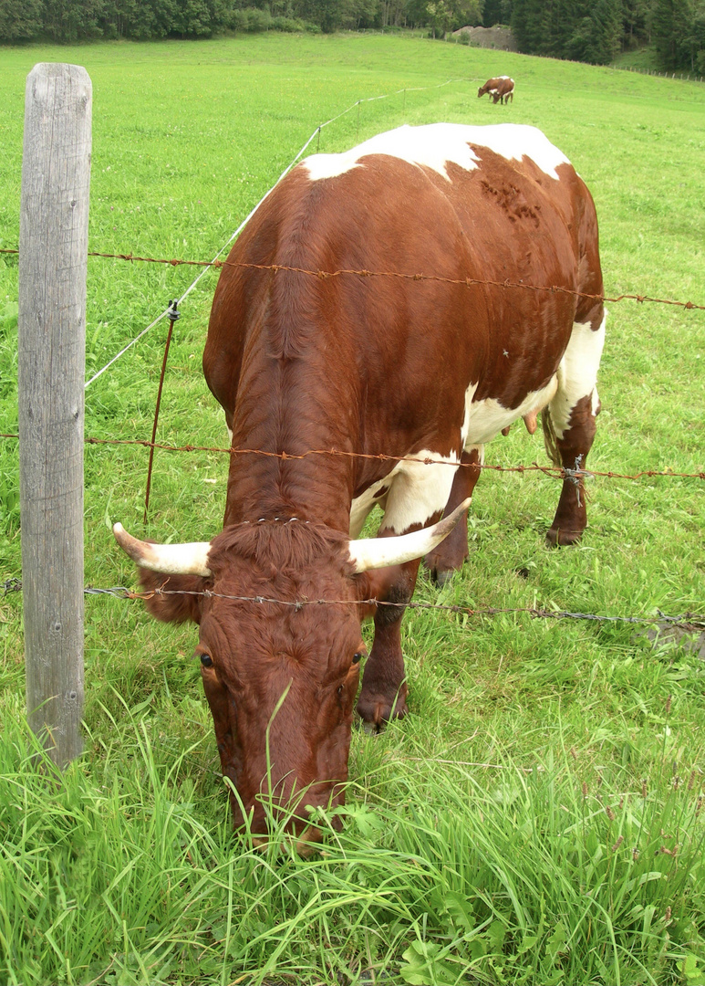 Auf der Alm