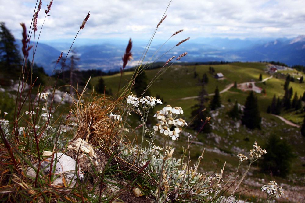 Auf der Alm