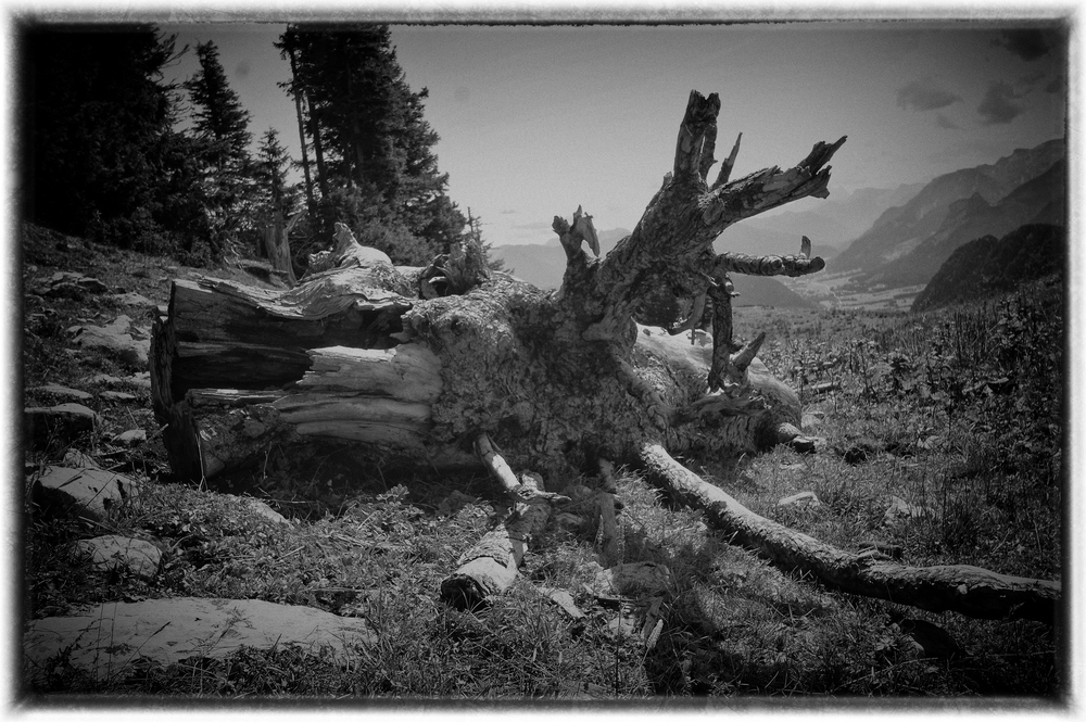 Auf der Alm von Stefan Großcurth 