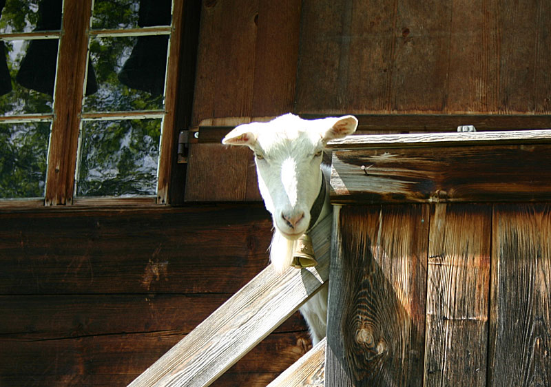 Auf der Alm ...