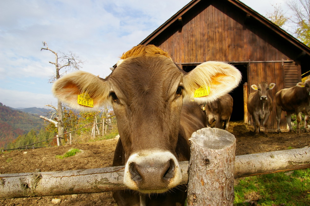 Auf der Alm