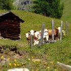 auf der Alm