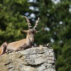 auf der Alm...