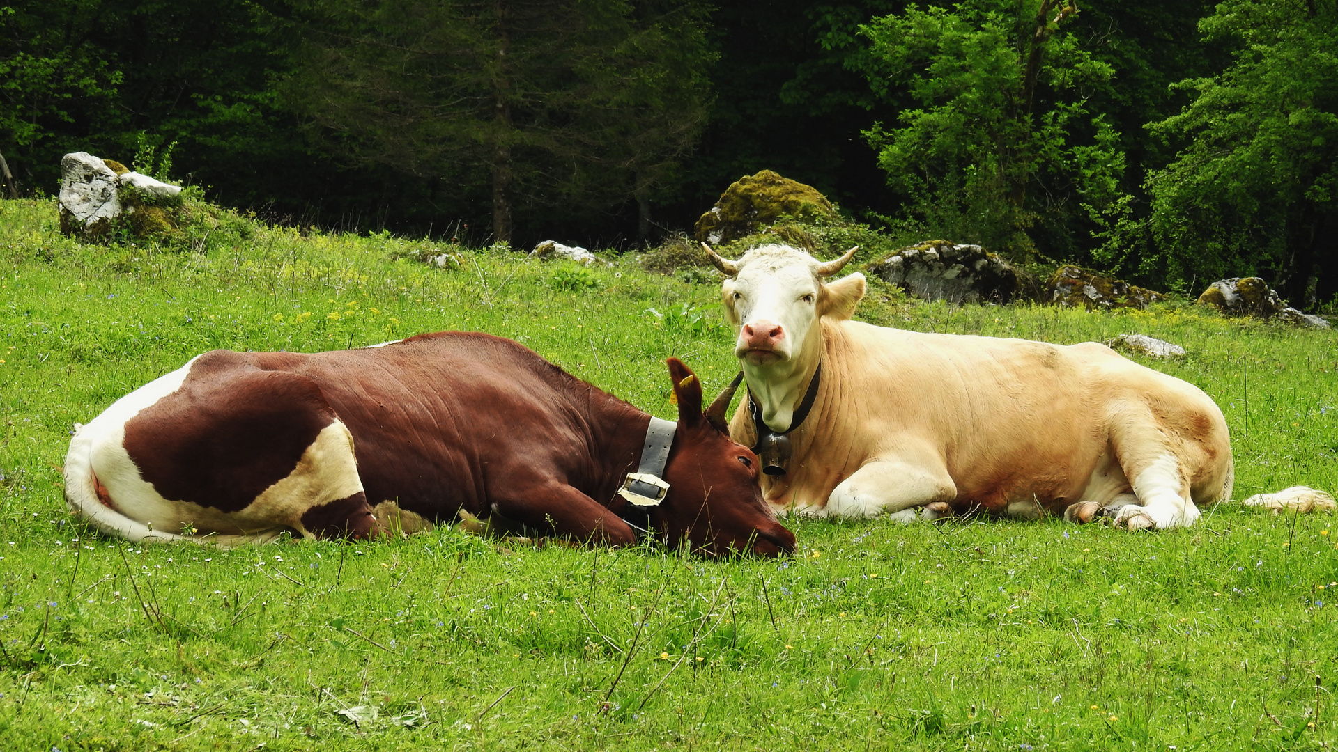 auf der Alm 