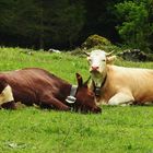 auf der Alm 