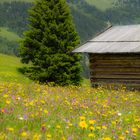 auf der Alm