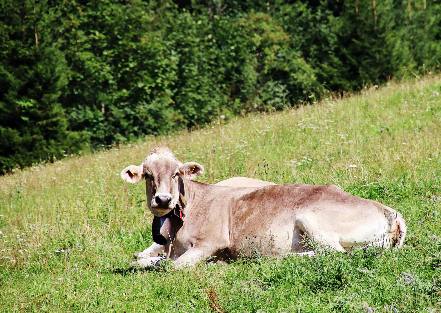 auf der Alm