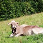 auf der Alm