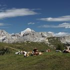 Auf der Alm ..